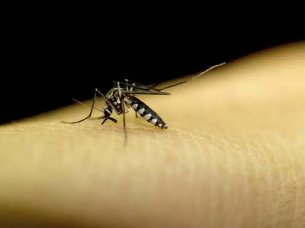 nyamuk chikungunya
